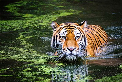 2022年是金虎年吗？金虎年多少年遇一次？