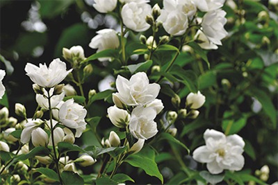 2022壬寅虎年冬季有多少黄道吉日？