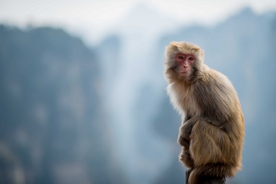 属兔和属猴的人2022年结婚幸福吗？
