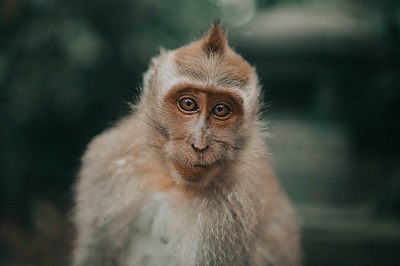 2022虎年农历二月有哪些适合生肖猴开业的吉日？