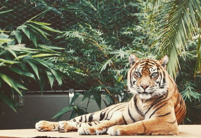 2022年虎年是什么命？2022年虎年几月出生最好？