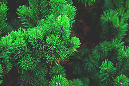 2022年属虎的是本命年吗？本命年要注意什么？