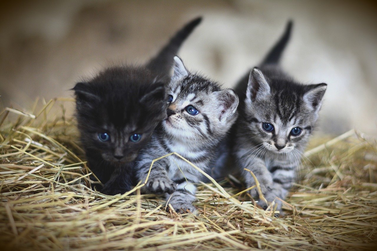 属牛的人2022可以养宠物猫吗？需要注意什么？