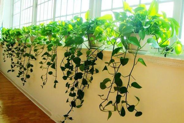 办公室内种什么植物好