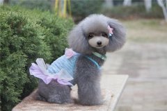 养宠物的讲究