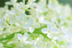 梦见白花