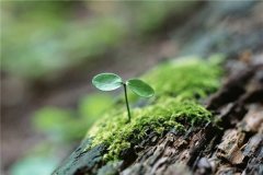 梦见种子发芽