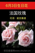 6月3日生日花：法国玫瑰