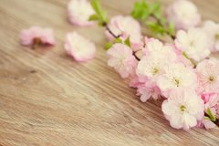 易犯桃花的家居风水