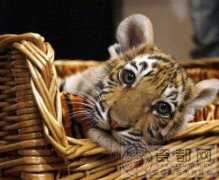 生肖虎逐年、逐月、逐日、逐时福禄详解