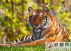 虎年出生的人的命运如何