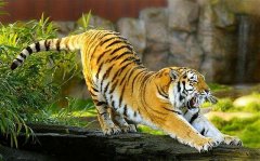 生肖虎寅时出生的命运解析大全