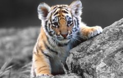 1998年属虎的人2020年运势及运程大全解析