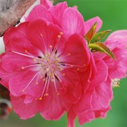 属虎男人都有哪些优点