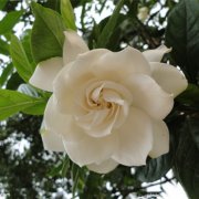 属虎女人有什么缺点