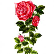 属虎人的人格从什么花中能看出来