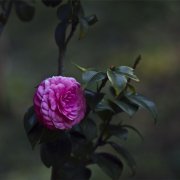 属虎女生的恋爱特点是什么