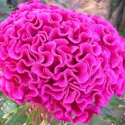 属虎人最有福气的时间段有哪些