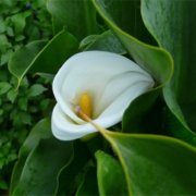 属虎人的爱情凶手是什么