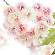 属虎人会如何应对职场冷遇