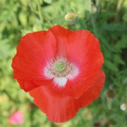 属虎人上辈子做的亏心事是什么