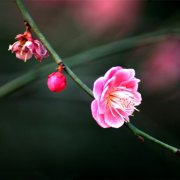 让属虎男生死心塌地的宝典