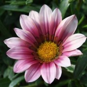 属虎人容易陷入哪种爱情漩涡