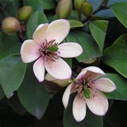 属虎男生应该如何经营爱情