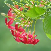 属虎人在谈恋爱时的注意事项是什么