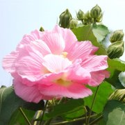 属虎人专属的吉祥风水鱼是什么