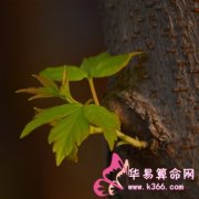 属虎的人最一鸣惊人的一句话是什么