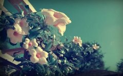 吉祥好听的机械租赁公司名字