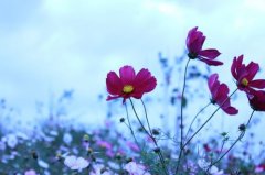 搬家公司名字个性有寓意