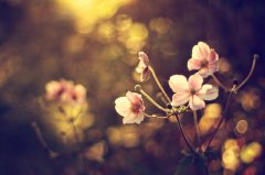 照明公司名字洋气有创意