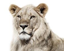 公司取名：野味饭店如何取名