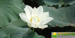 公历2019年3月30号子时出生的女宝宝怎么起名字，宜用什么字