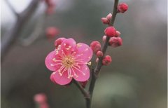 狗年姓夔女孩名字大全 属狗夔姓女宝宝起名2018