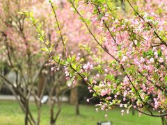 姓仲女孩名字属猪2019好听的