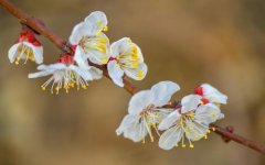生辰八字起名：2019年3月7号出生的女宝宝怎么样起名字，五行缺什