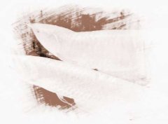 银龙鱼风水学