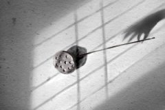 属虎的人面对感情总是冷酷无情