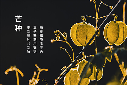 2022年芒种节气在什么时候？芒种三候介绍！