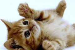 梦见被猫抓