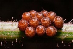 梦见虫卵