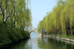 2003年出生是什么命？【杨柳木命】