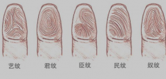 指纹算命二十九：簸箕、簸箕、簸箕、斗、斗