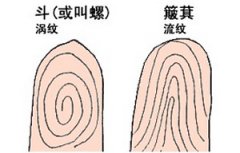 从手指斗和簸箕看你的性格