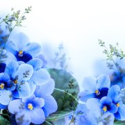 伏犀鼻面相解析