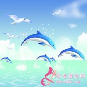 属猪的效率怎么样