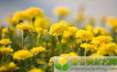 2019年农历二月二十一出生的男孩五行缺木起什么名字好听，该用什